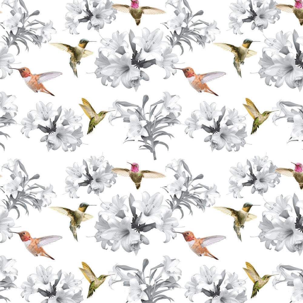 Colorful hummingbirds feeding on blooms, on a white background