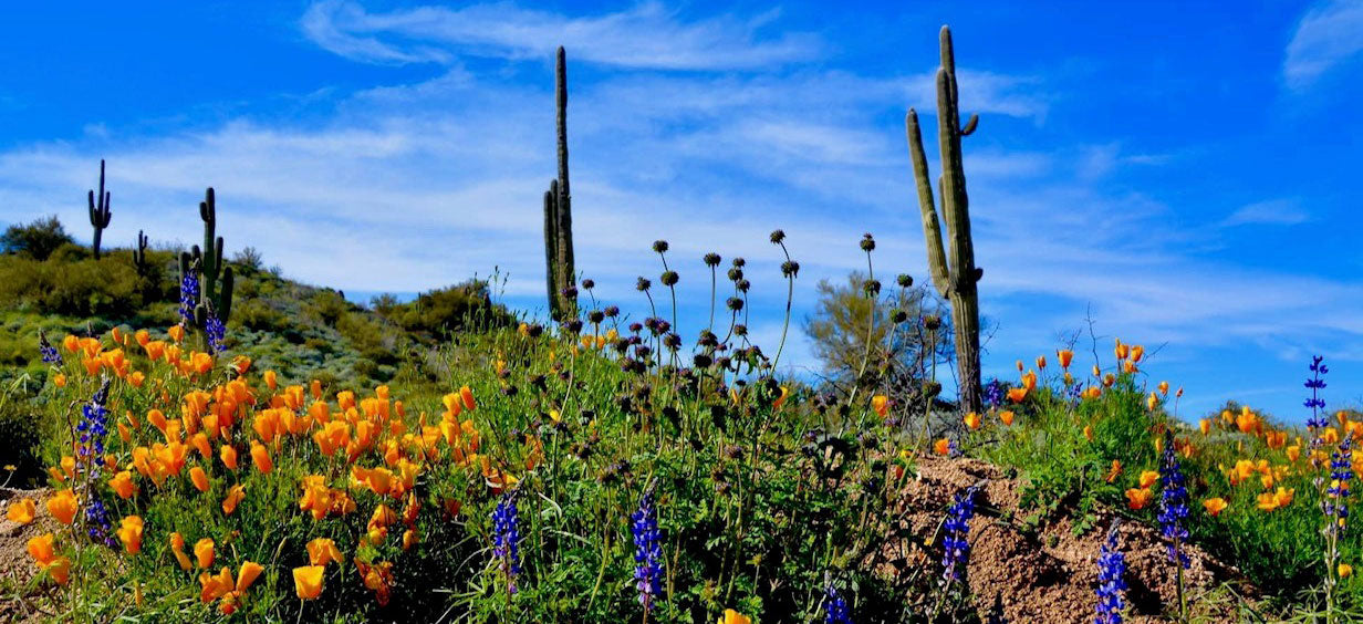 poppy-saguaro-photo